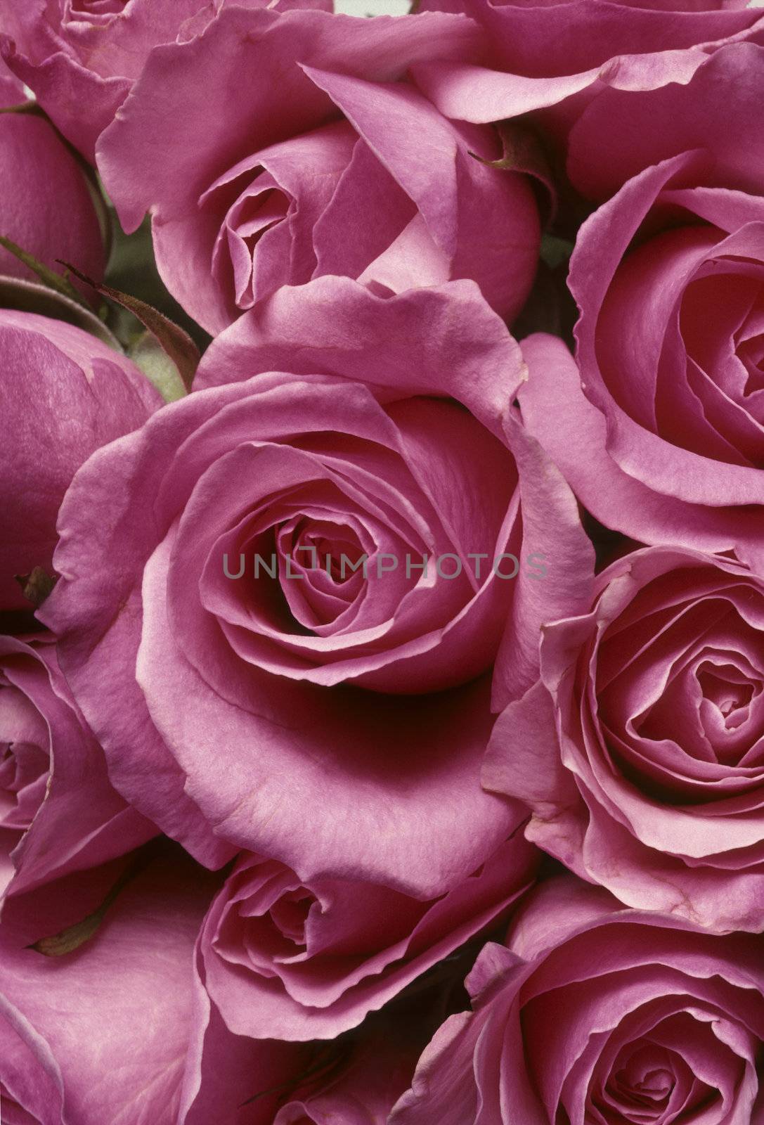 Closeup of pink roses in a tight arrangment BFS20929214