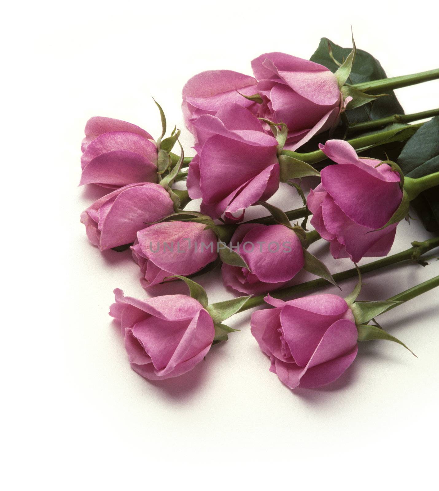 Bunch of pink roses laying on white background