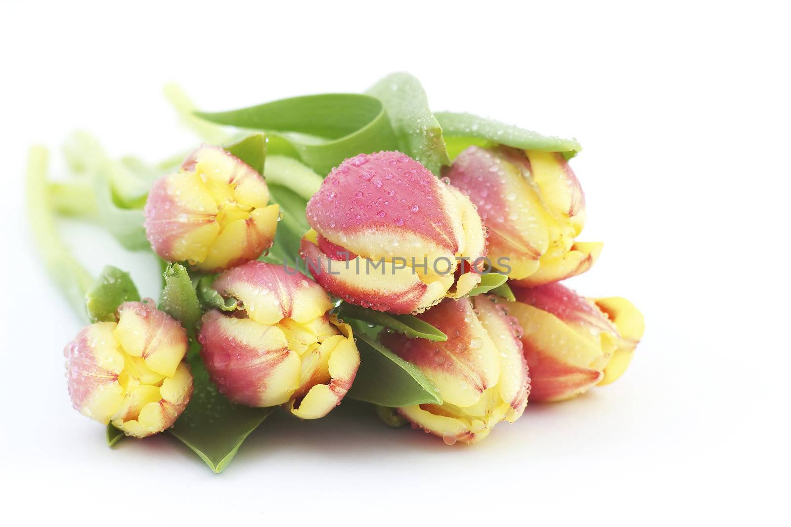 Colorful fresh spring tulips flowers