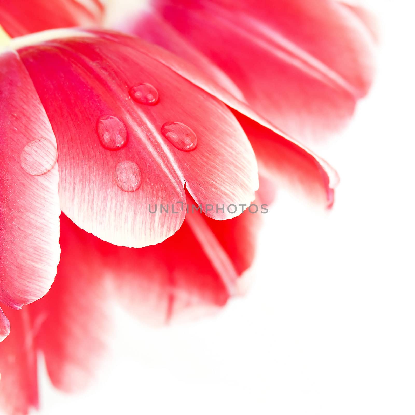 Macro shot of a water drop on red tulip petals  by miradrozdowski
