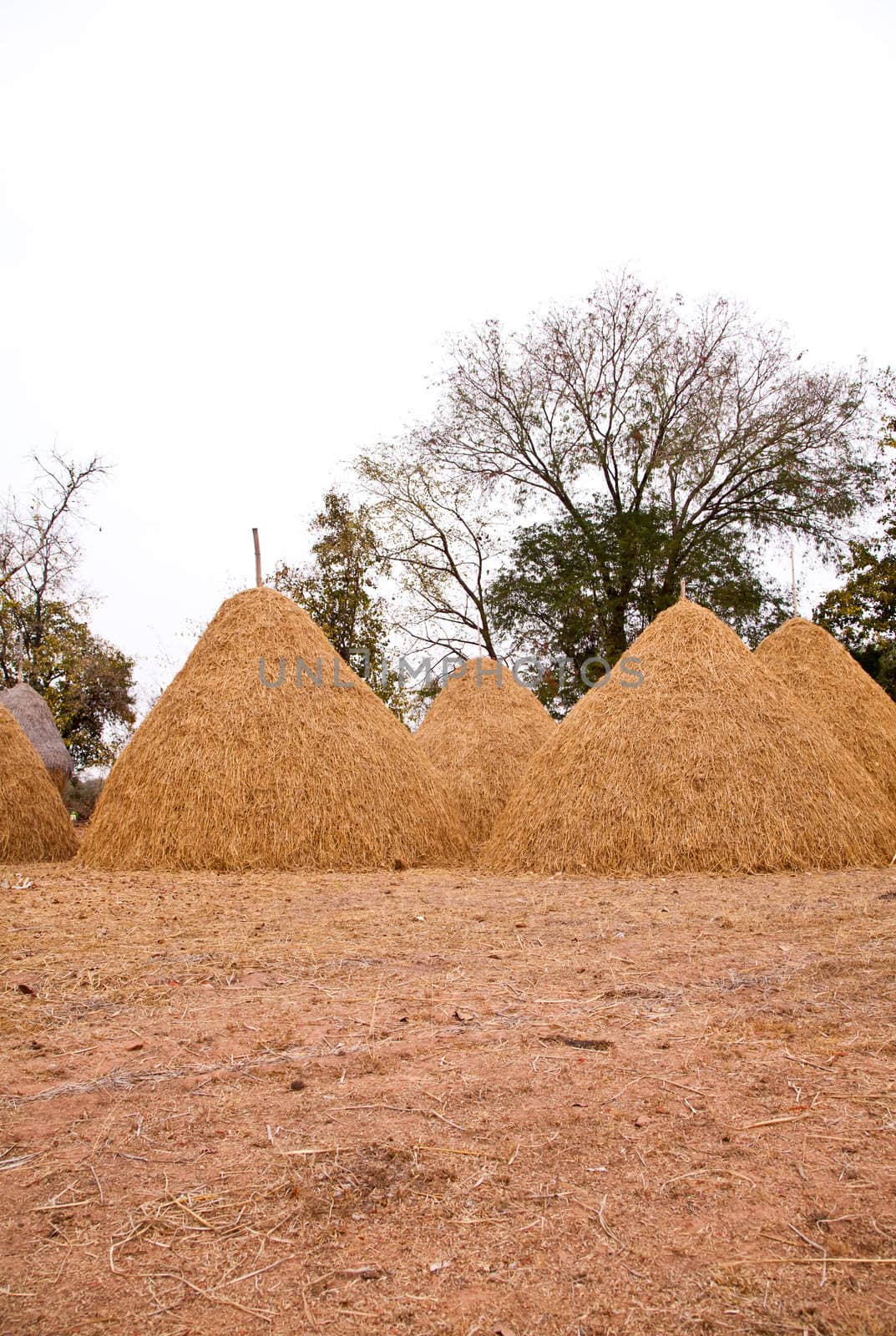 Pile of straw by product from rice field  after collecting season.