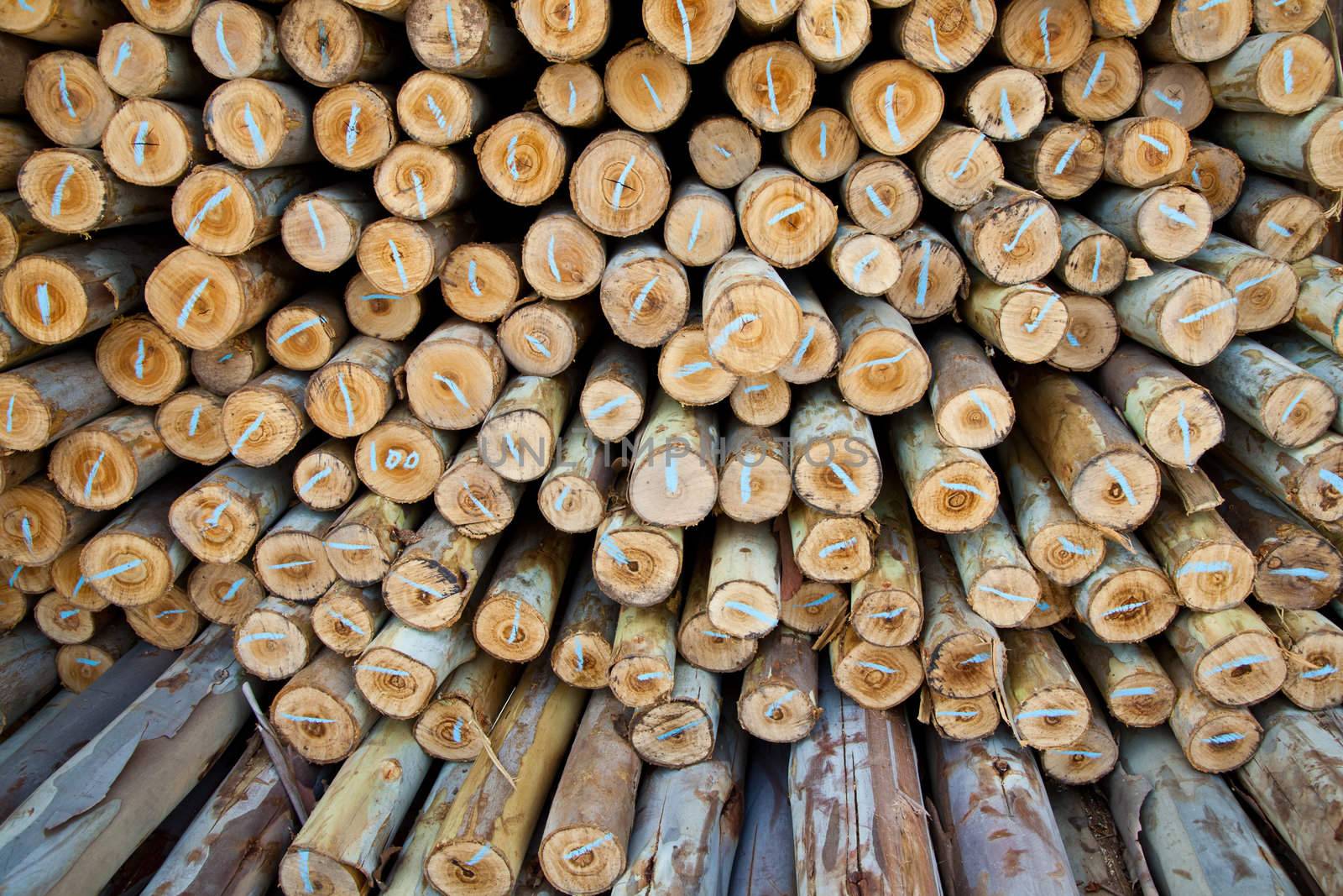 Background of dry eucalyptus chopped firewood logs stacked up on top of each other in a pile