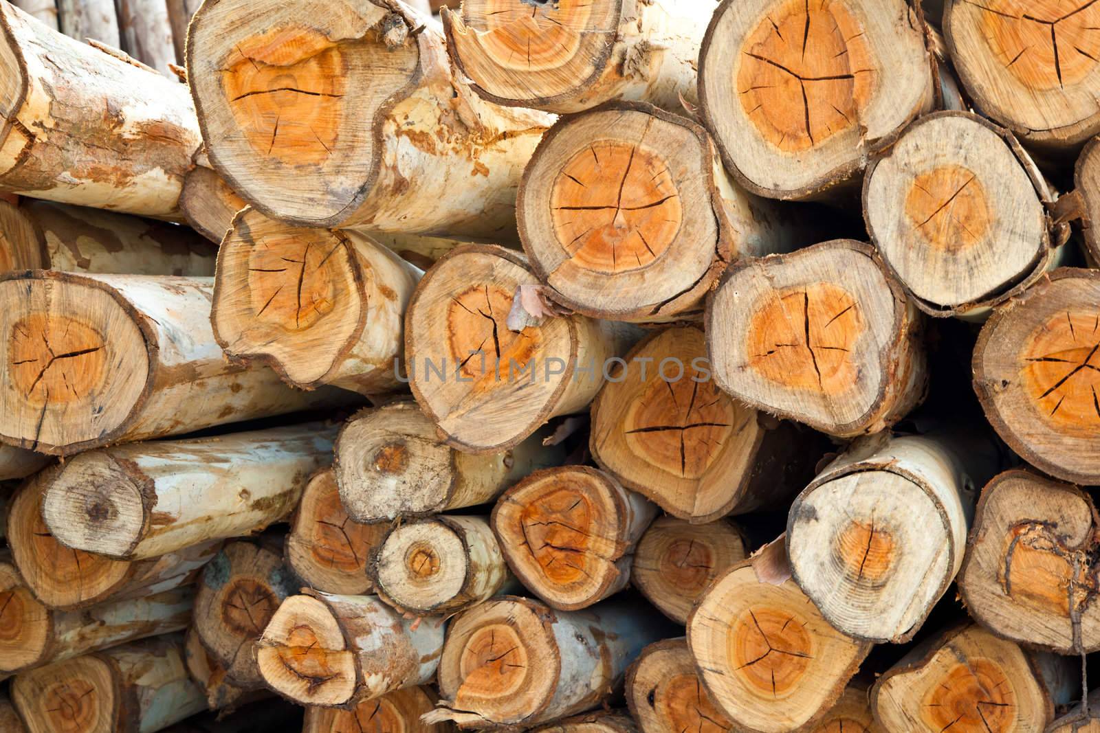 Background of dry eucalyptus chopped firewood logs stacked up on top of each other in a pile