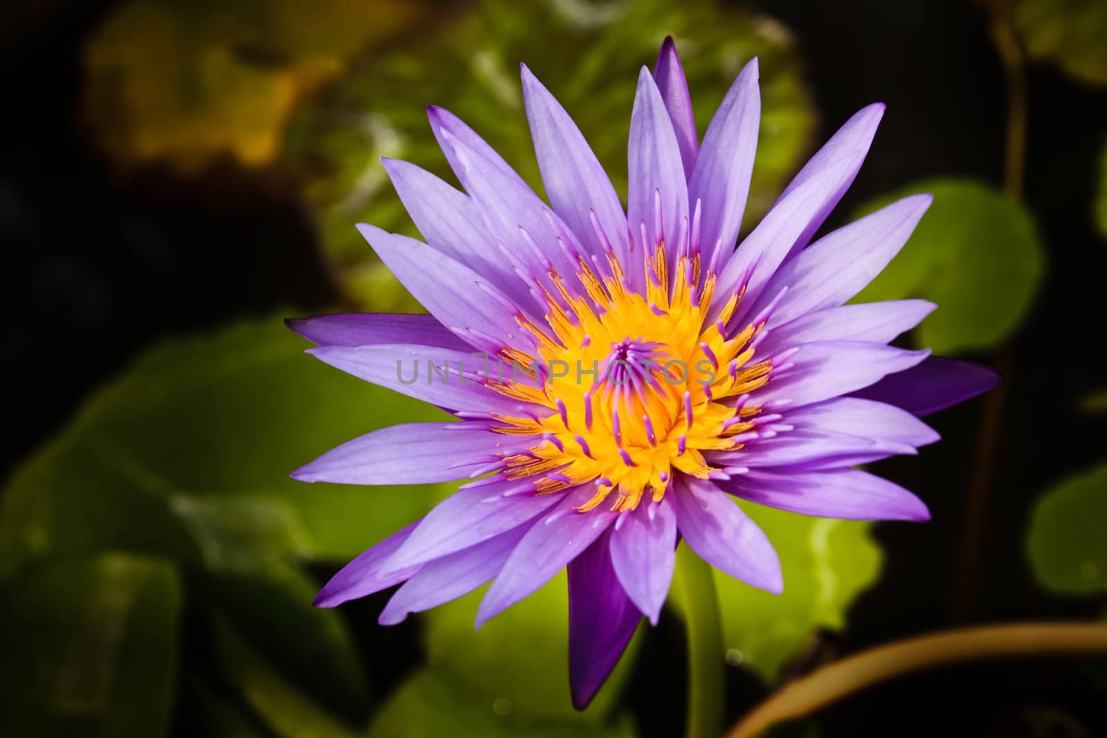 water lilly or Thailand by koratmember