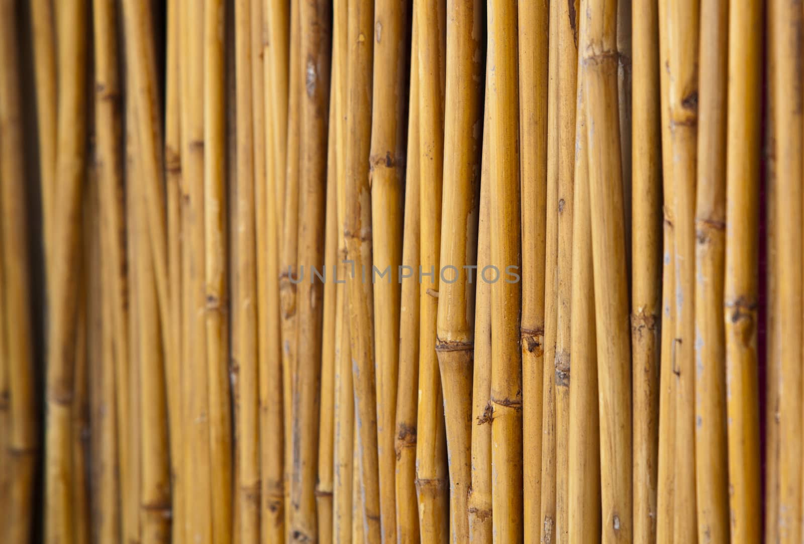 Yellow little bamboo trunks were in line by nails and arranged in fencing form.