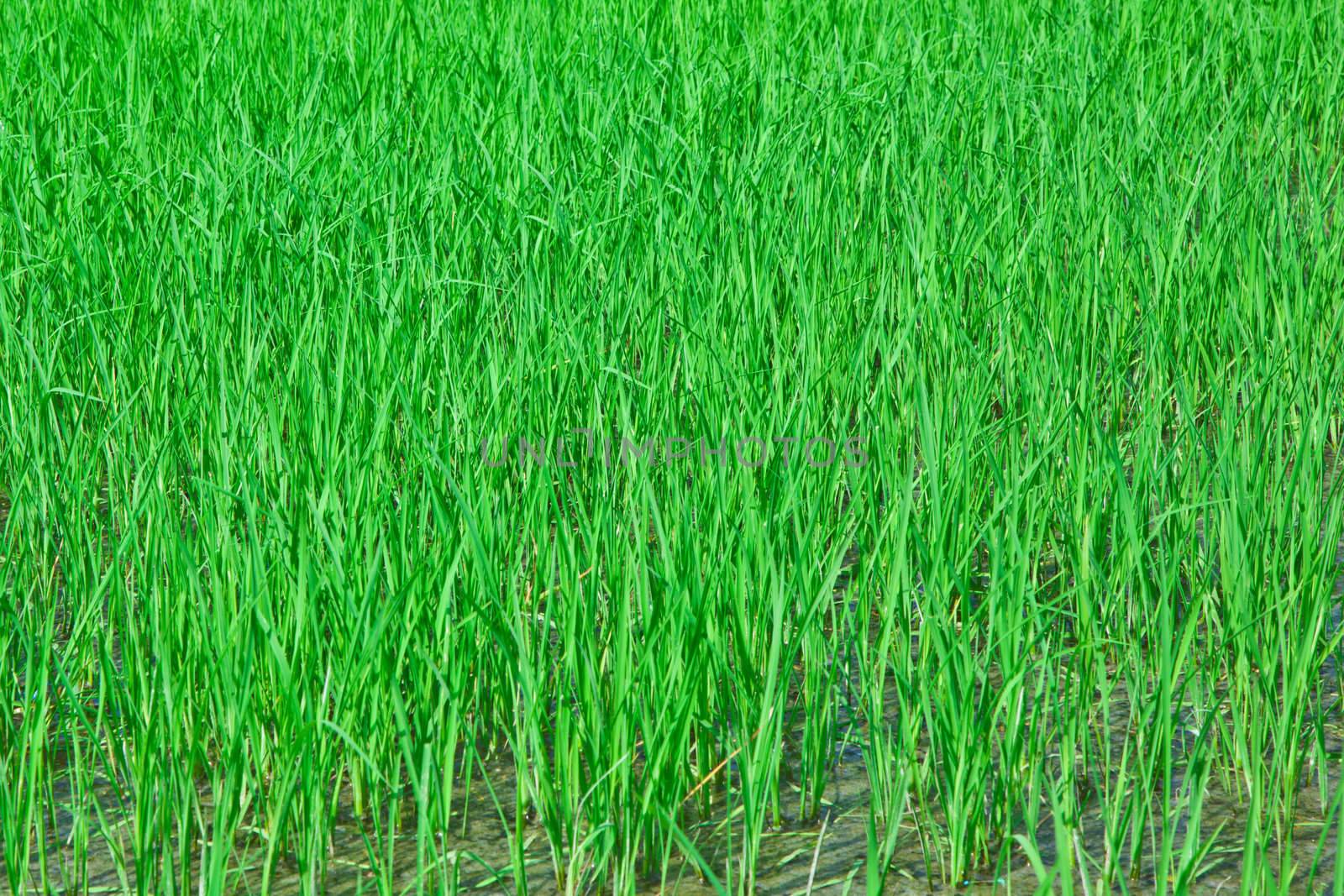 Rice field in rural of Thailand and the paddy grew well.