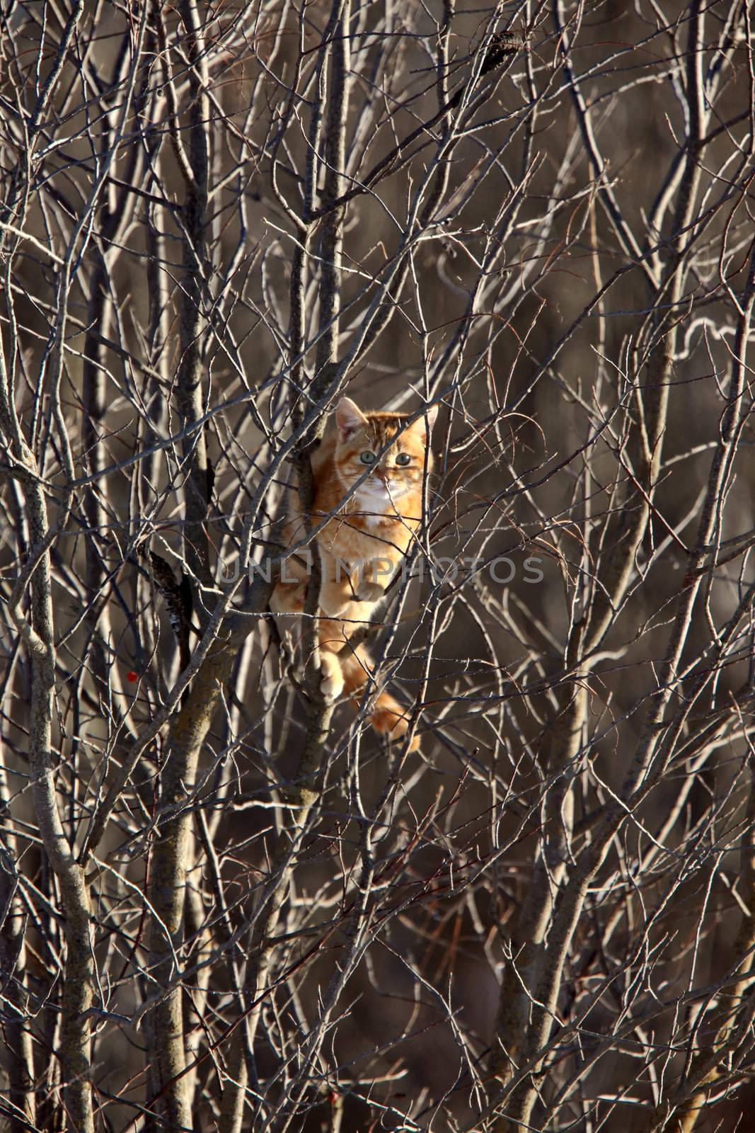 Cat in a tree Winter Canada by pictureguy