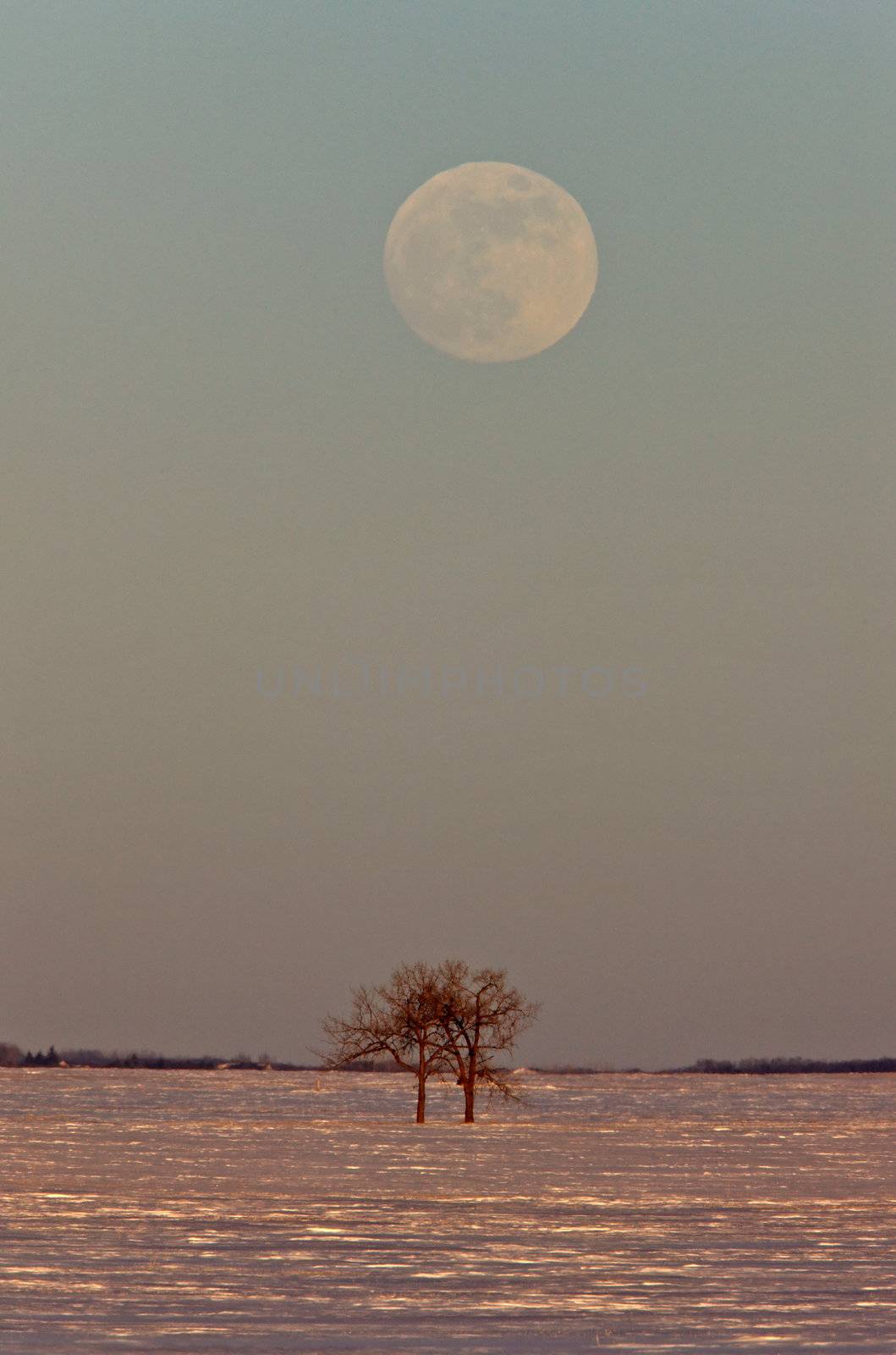 Full Moon and Trees Winter Canada by pictureguy