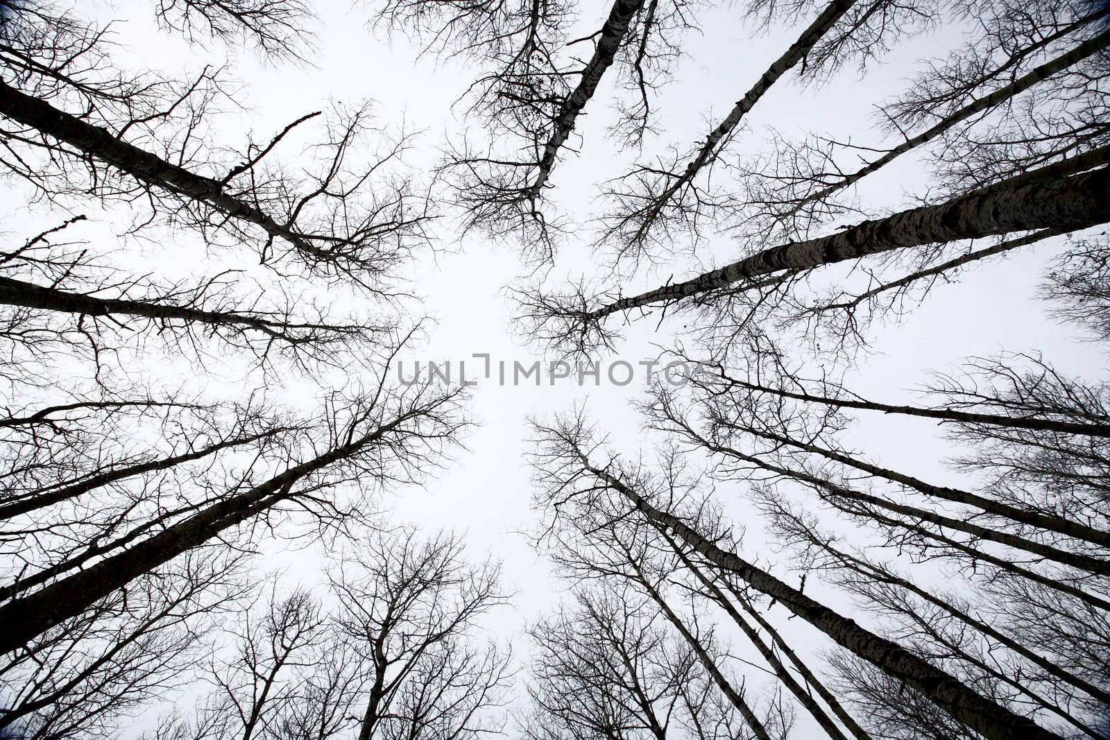 Aspen trees Saskatchewan in Winter