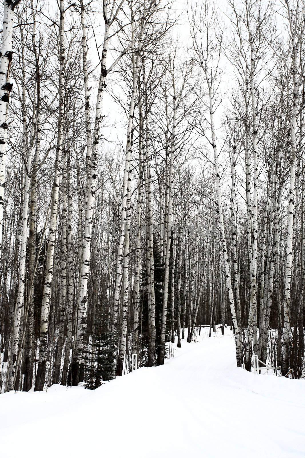 Aspen trees Saskatchewan in Winter