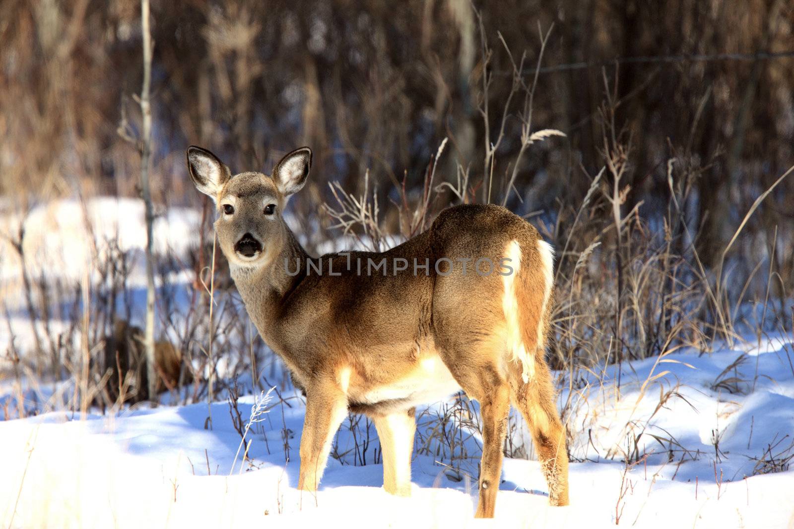 Whitetail Deer in Winter