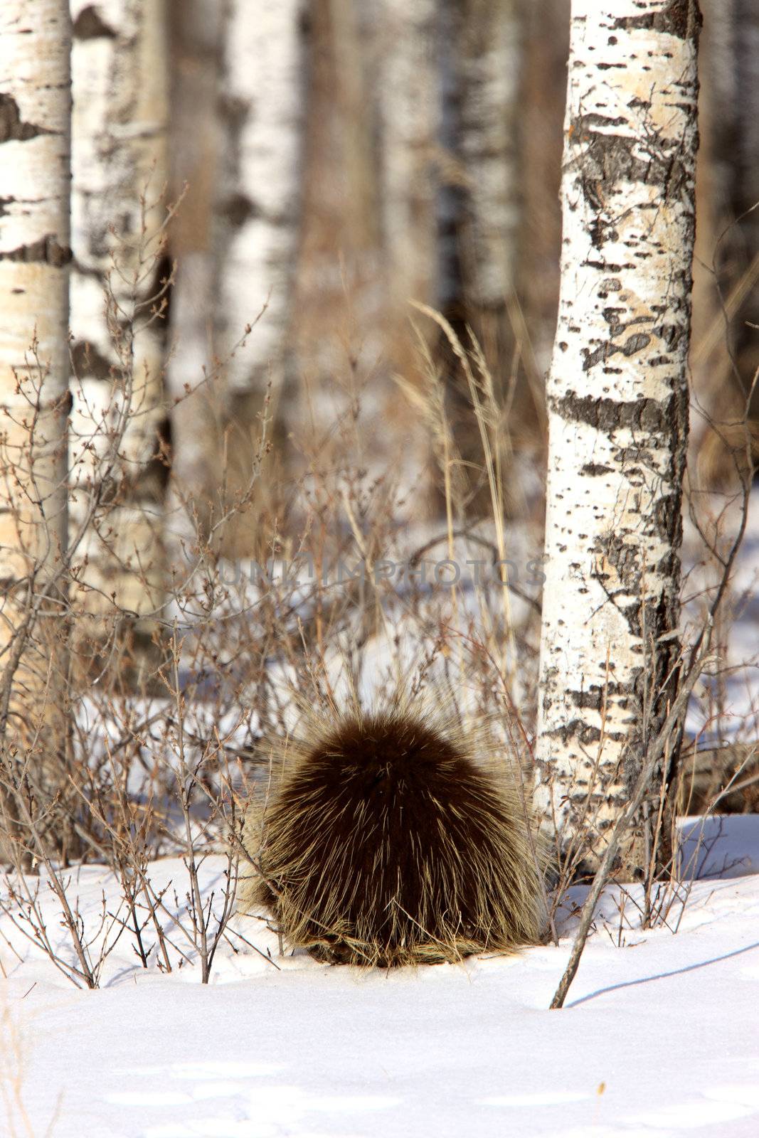 Porcupine and Aspen Trees in Winter by pictureguy