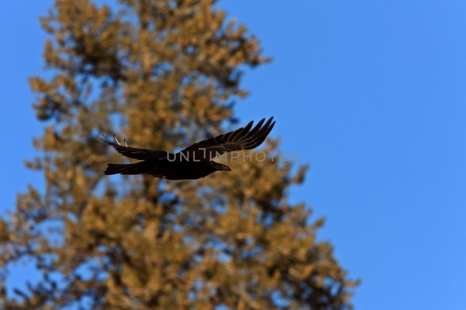 Raven in Flight