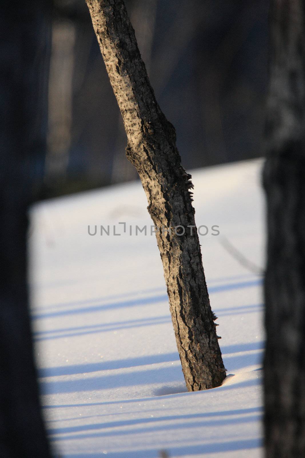 Trees and Snow in WInter Canada