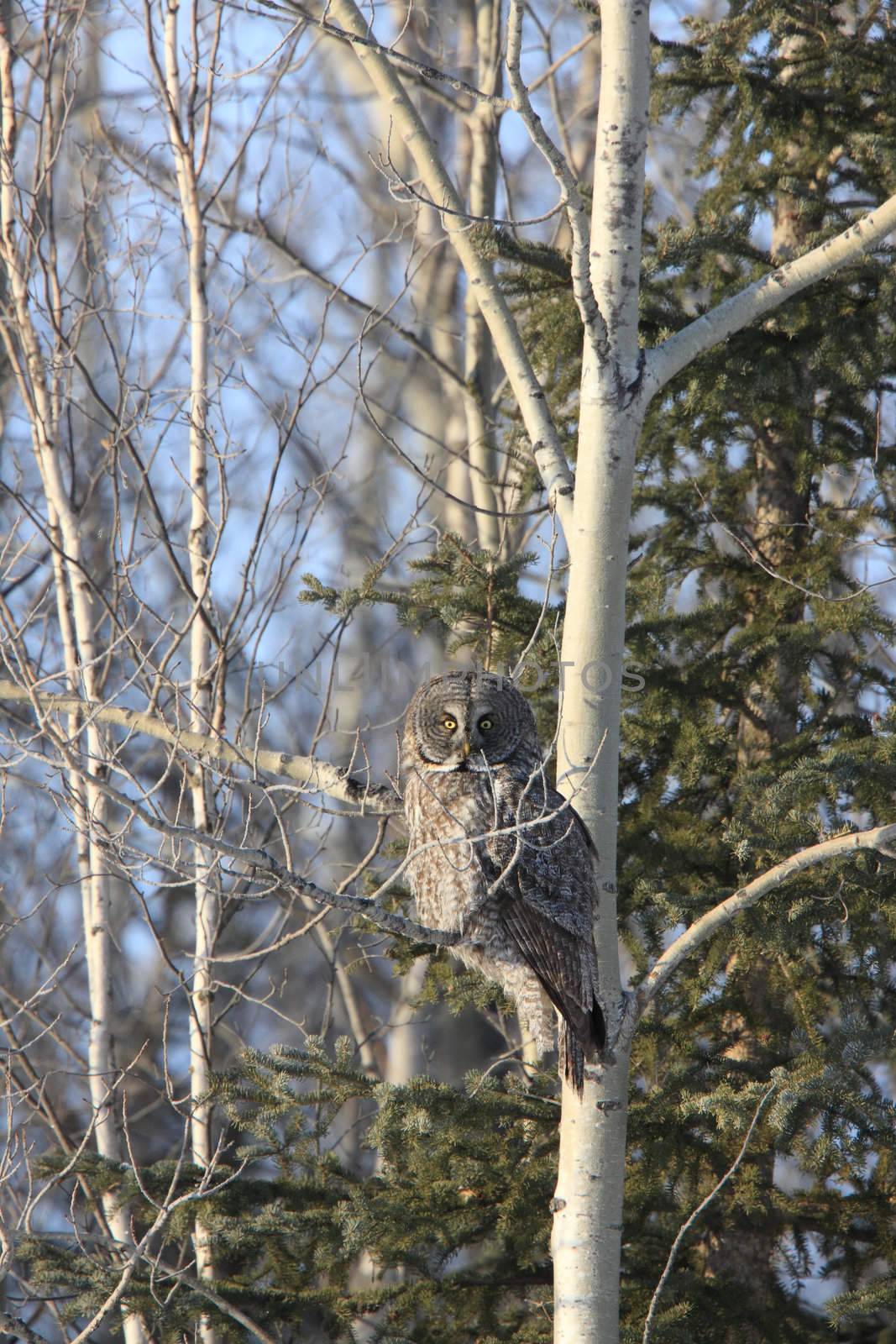 Great Grey Owl in Tree Canada by pictureguy