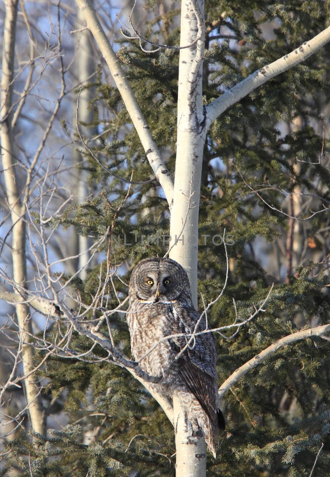 Great Grey Owl in Tree Canada
