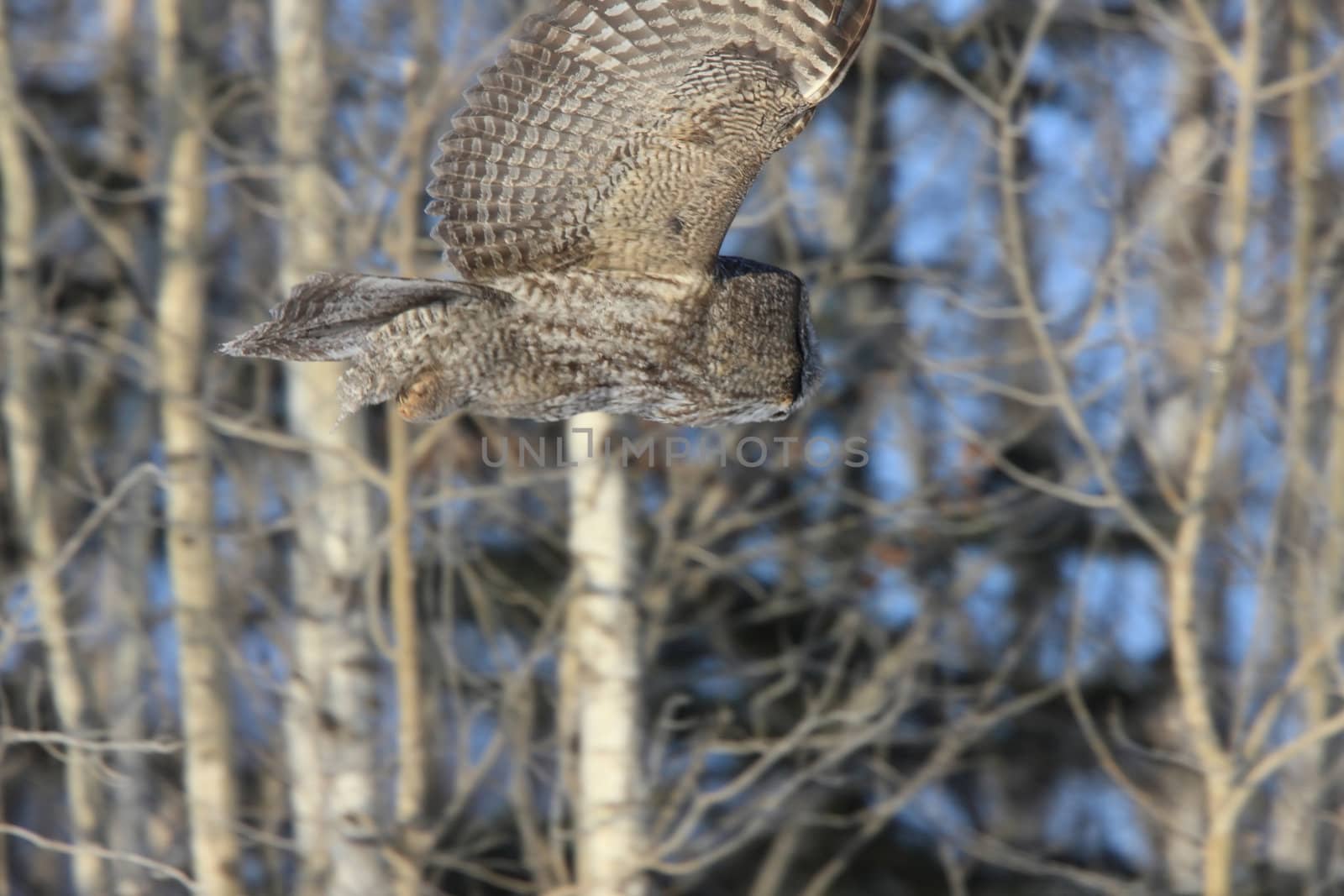 Great Grey Owl in Tree Canada