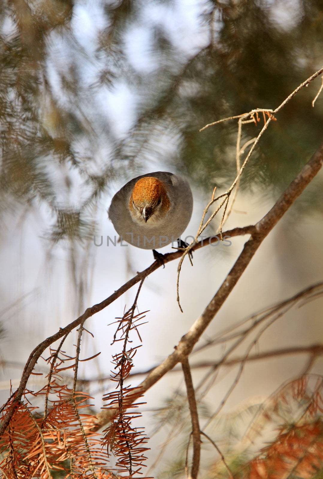 Pine Grosbeak in Winter by pictureguy