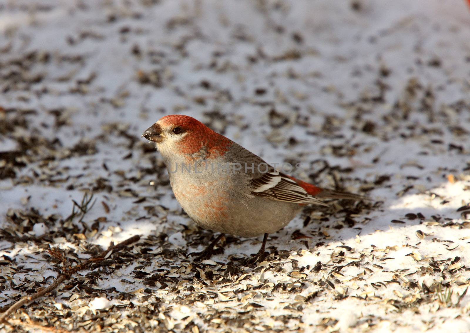 Pine Grosbeak in Winter