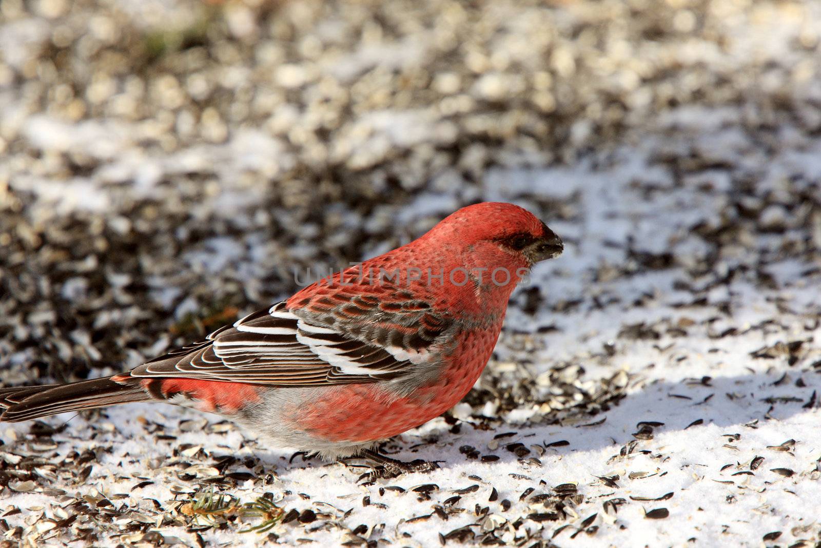 Pine Grosbeak in Winter