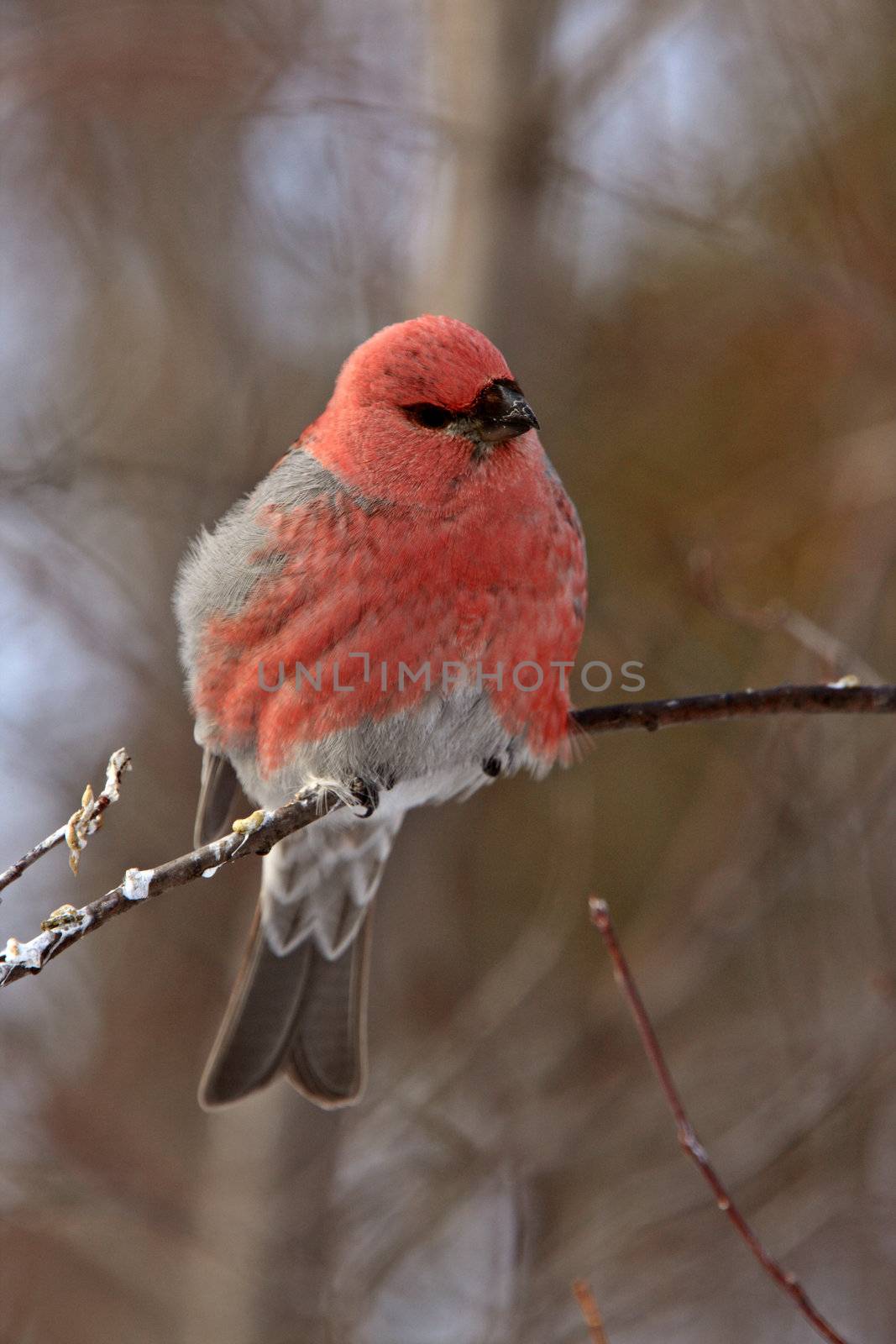 Pine Grosbeak in Winter