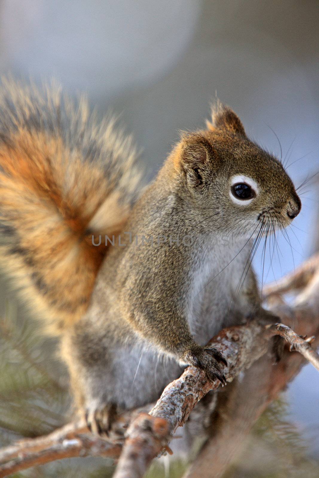 Red Squirrel in Winter Canada by pictureguy