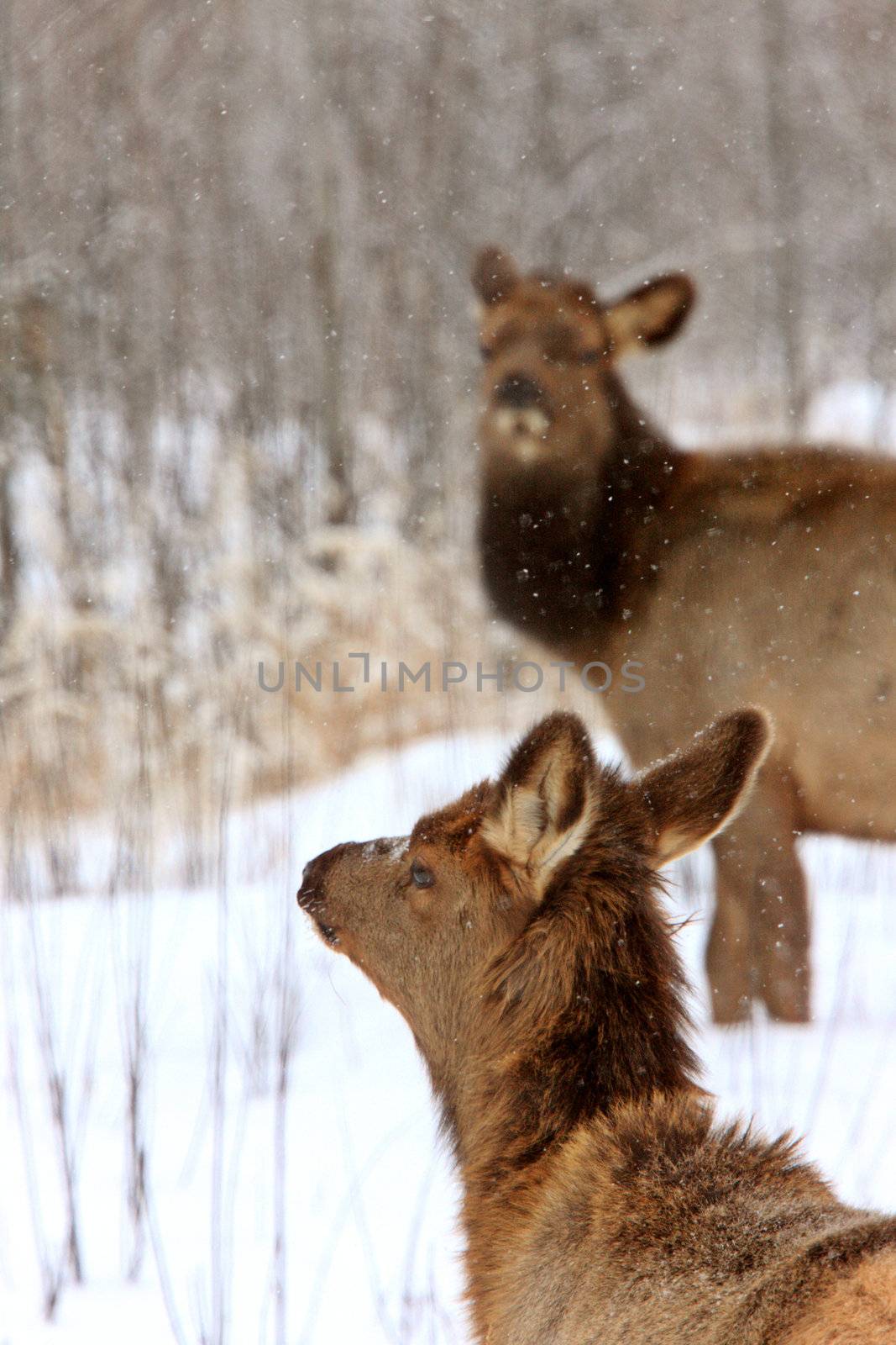 Elk in Winter Canada by pictureguy