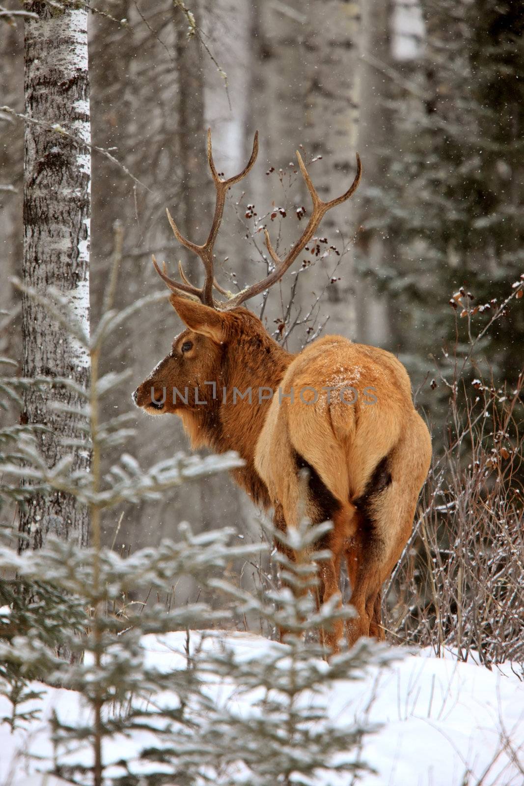 Elk in Winter Canada by pictureguy