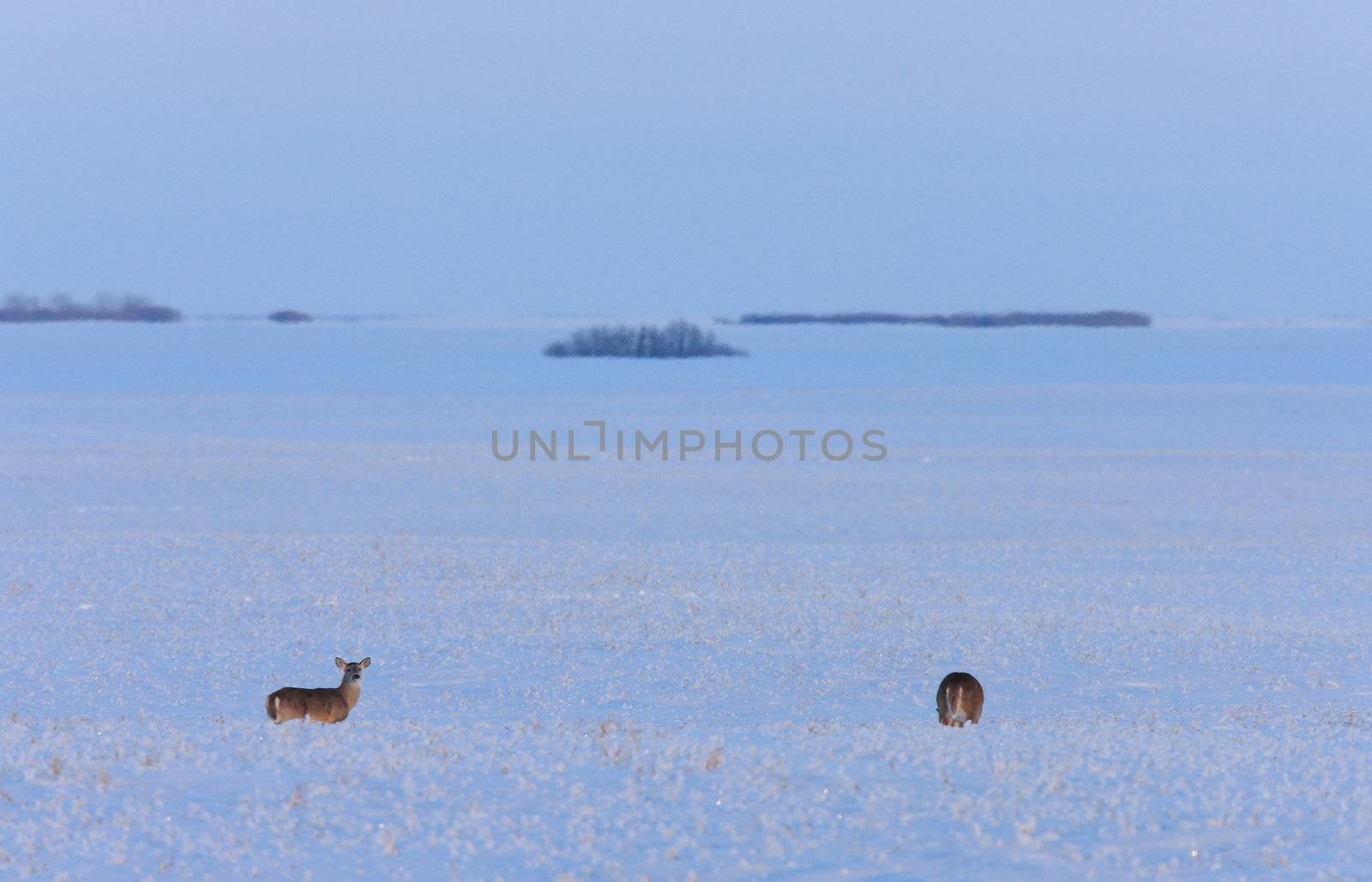 Whitetail Deer in Winter