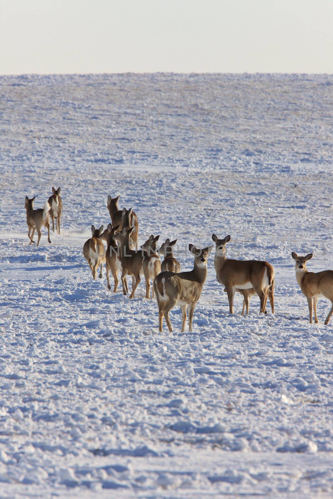 Whitetail Deer in Winter