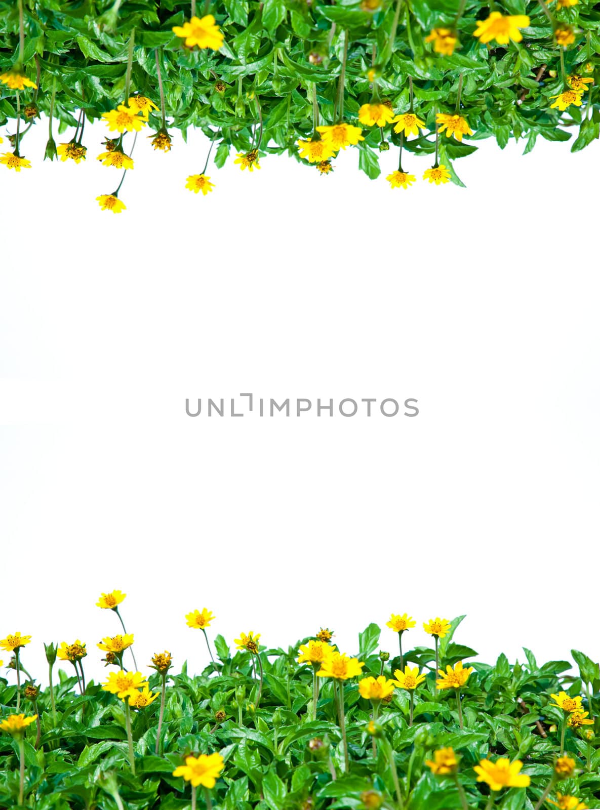 Green leaves and yellow little daisies isolated as frame.