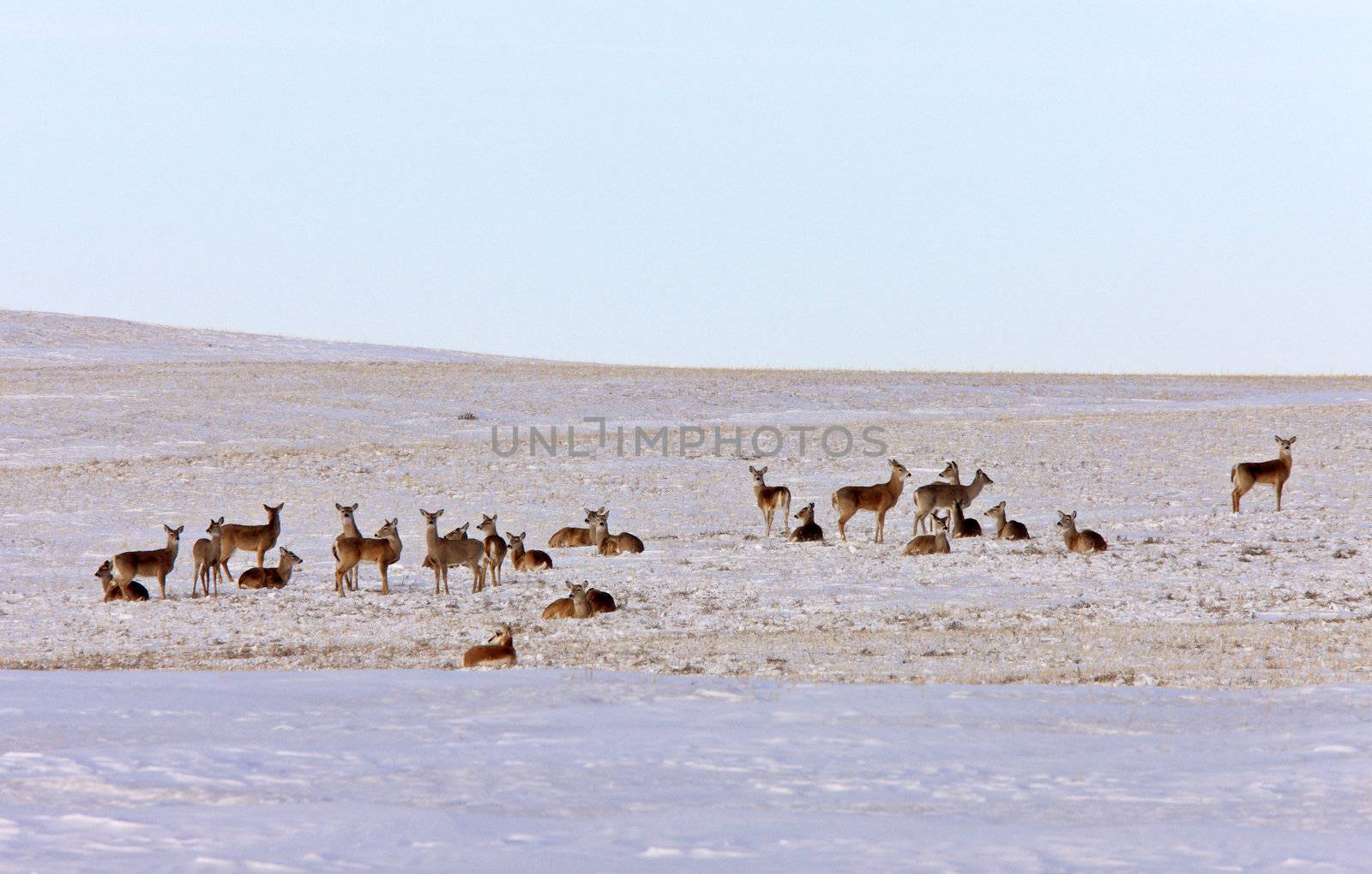 Whitetail Deer in Winter by pictureguy