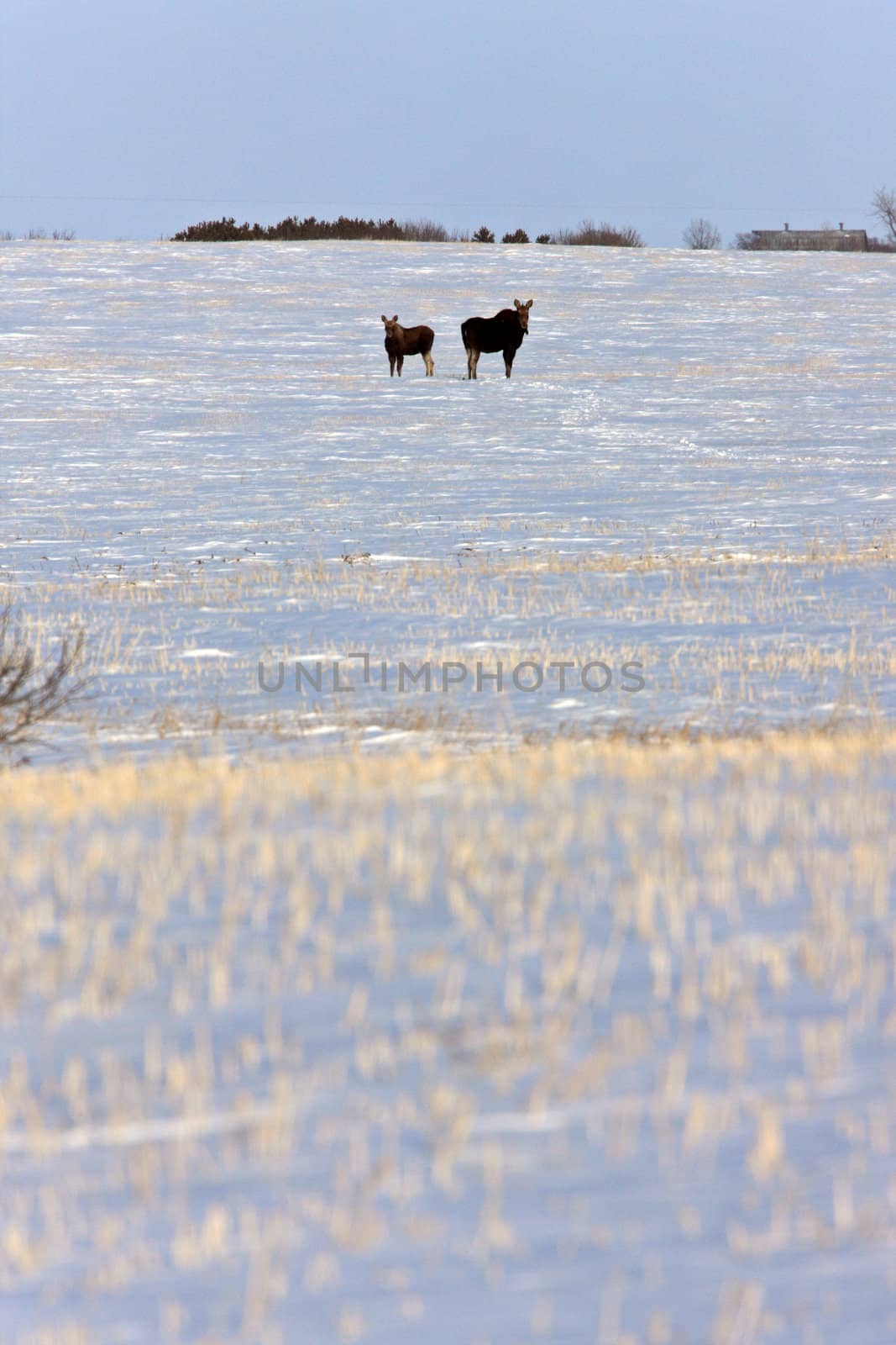 Prairie Moose in Winter Saskatchewan Canada by pictureguy