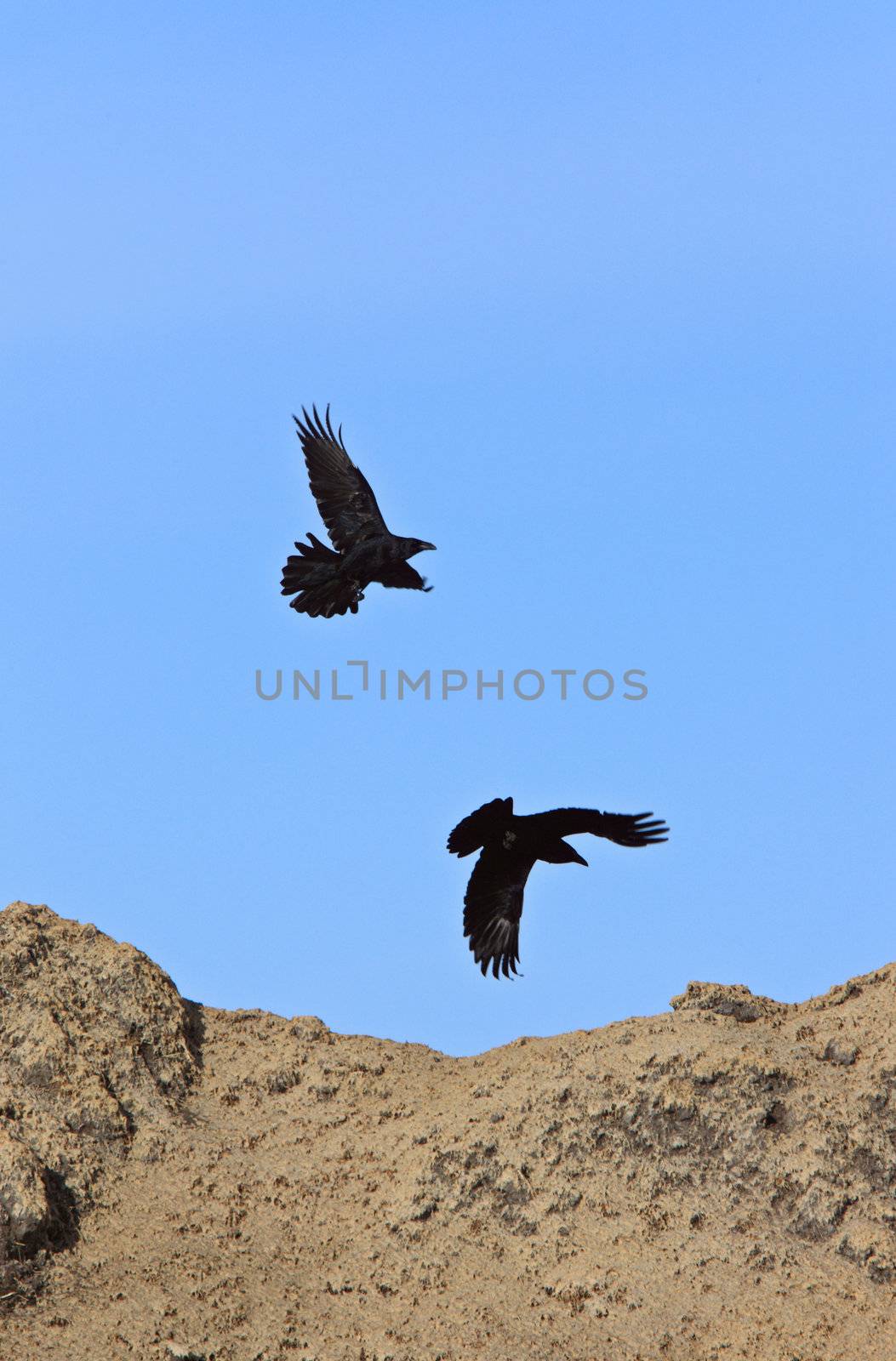 Raven in Flight Canada by pictureguy