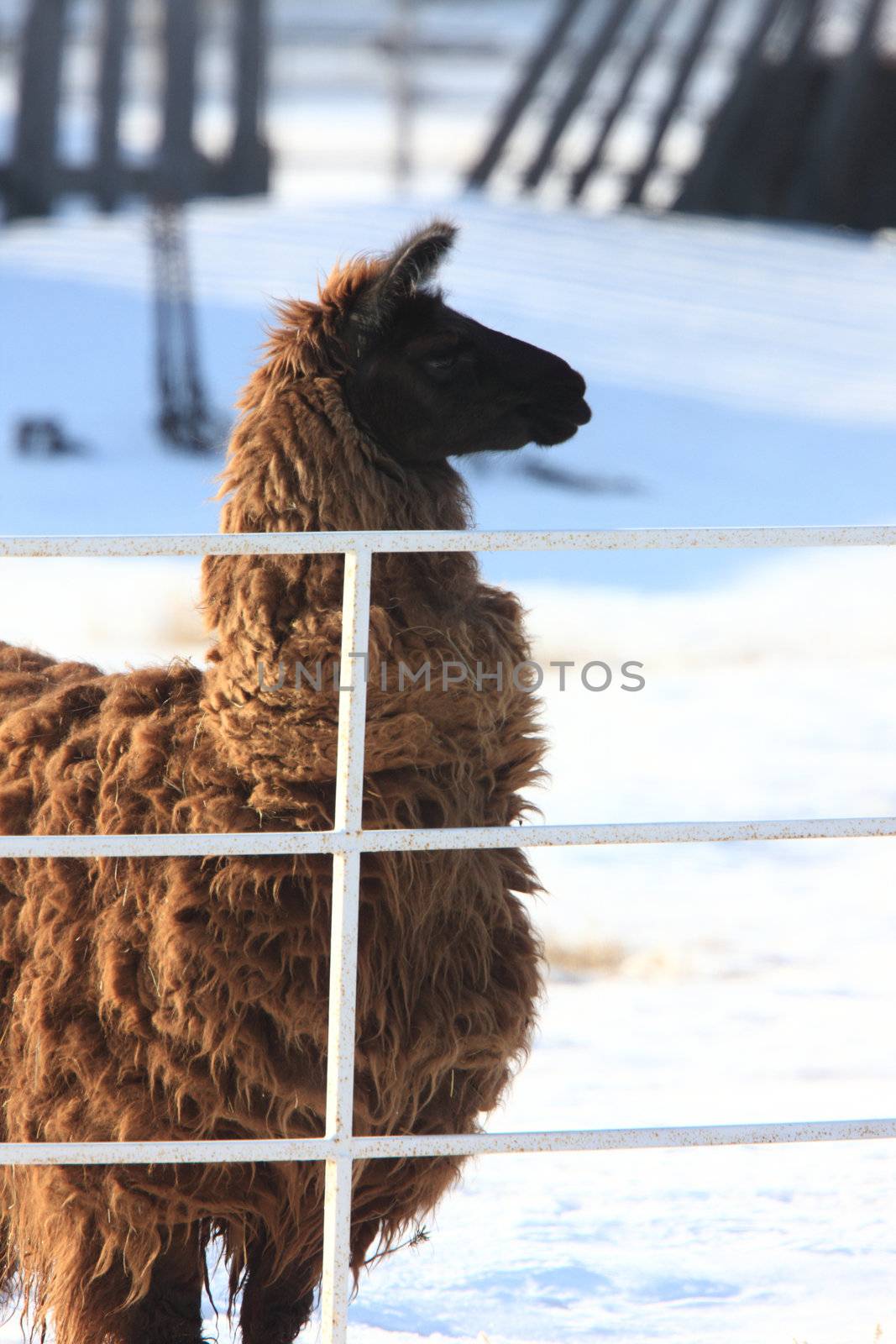 Llama in Snow Winter Canada by pictureguy