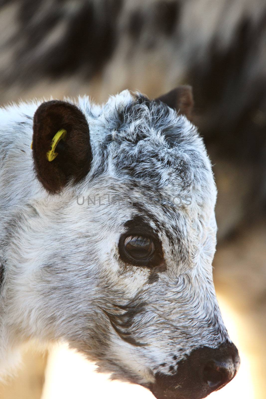 Newborn Calf Canada by pictureguy