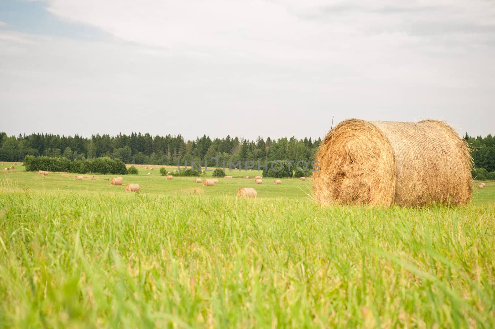 Shot of hay on the field, landscape