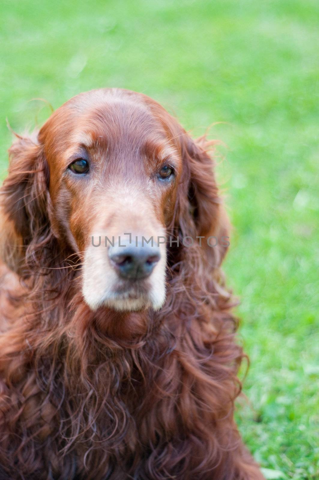 Shot of cute irish setter and green background