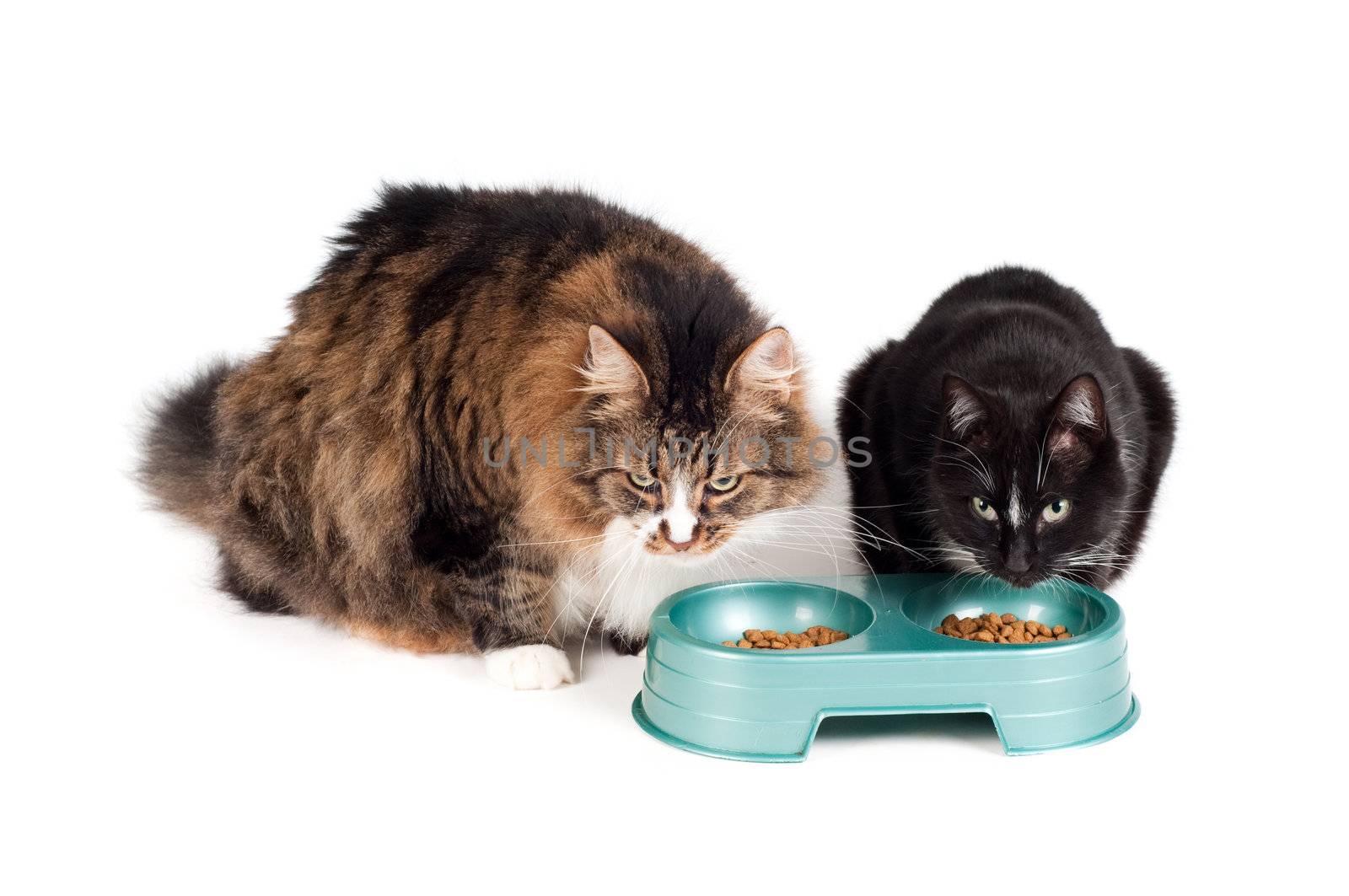 Shot of cats eating meal isolated on white