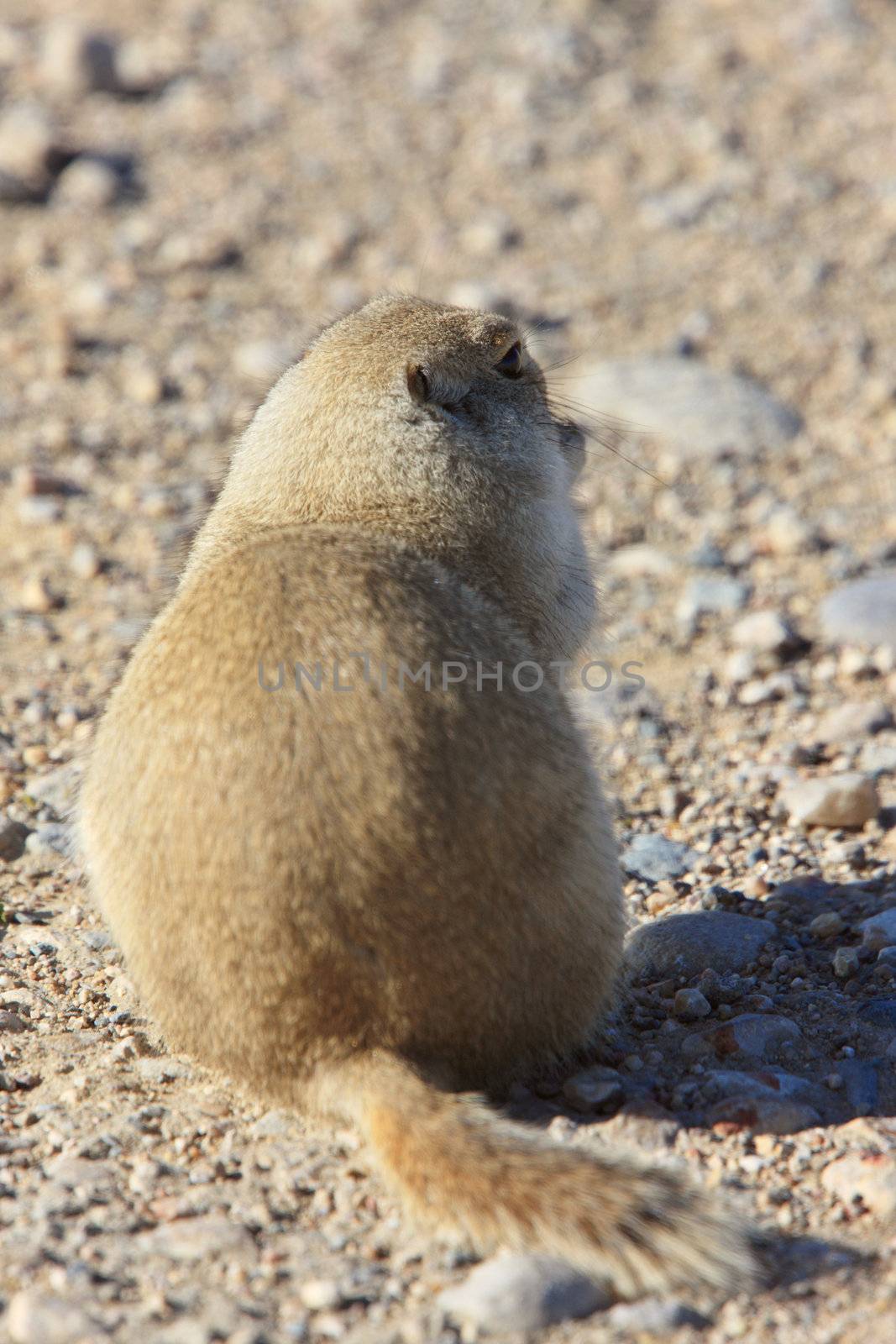 Prairie Dog  Canada by pictureguy