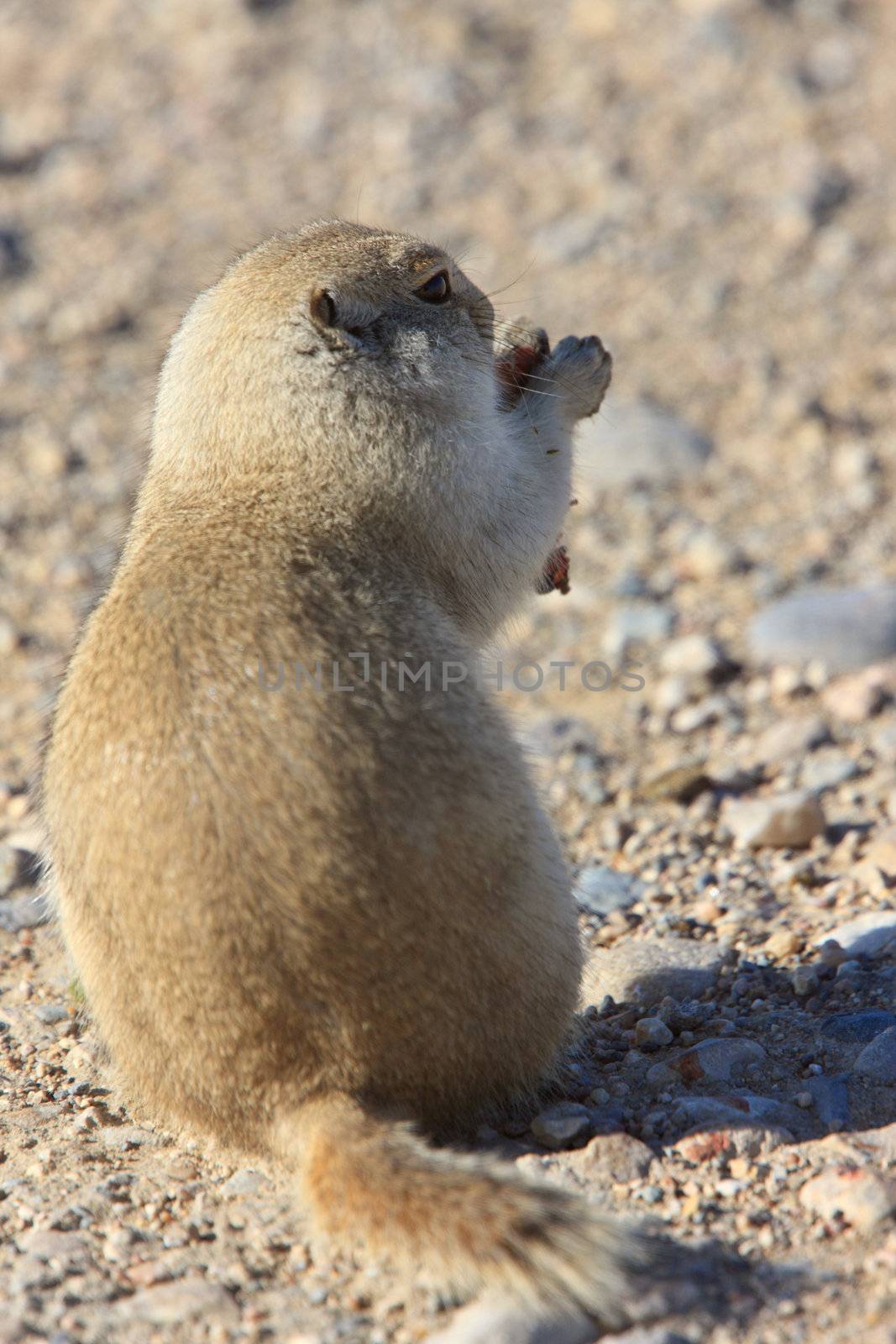 Prairie Dog  Canada by pictureguy