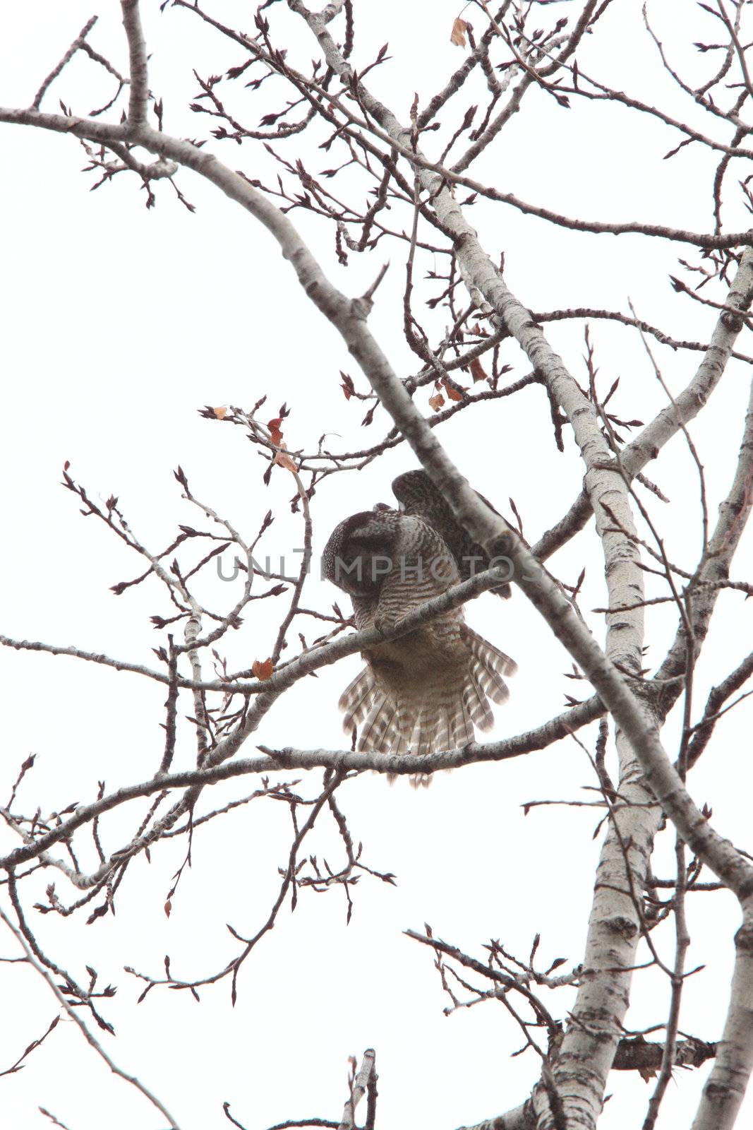 Northern Hawk Owl by pictureguy