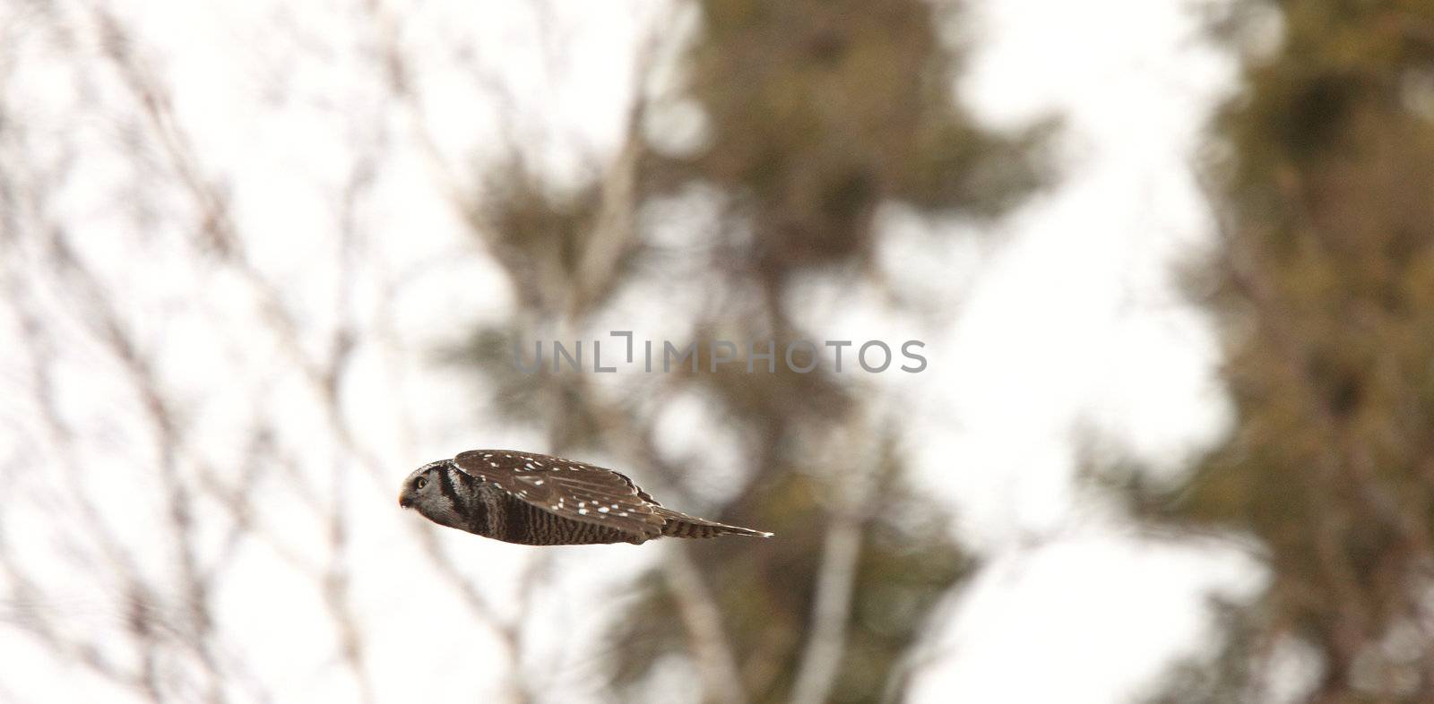 Northern Hawk Owl by pictureguy