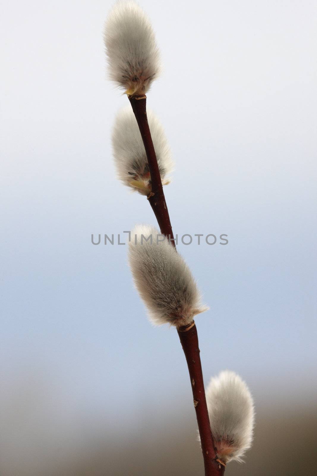 Pussy Willow in Spring by pictureguy