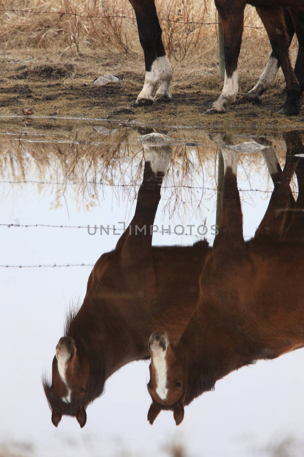 Horses in Pasture Canada  Reflection by pictureguy