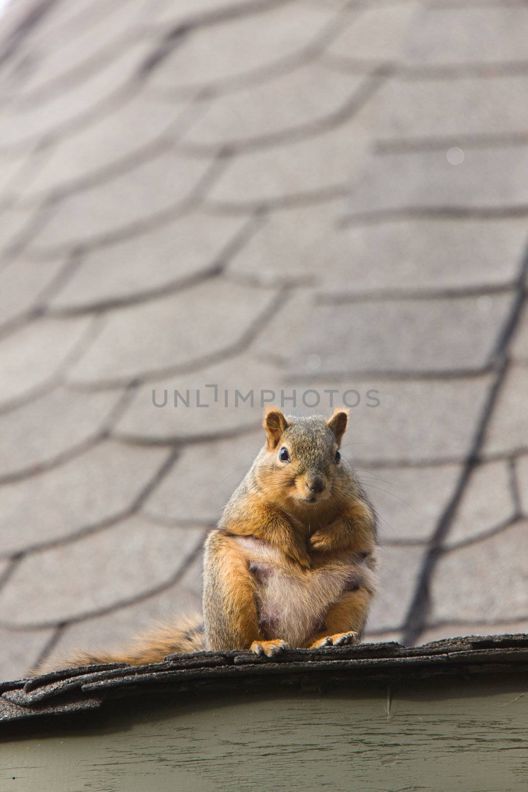 Squirrel on Rooftop Saskatchewan by pictureguy
