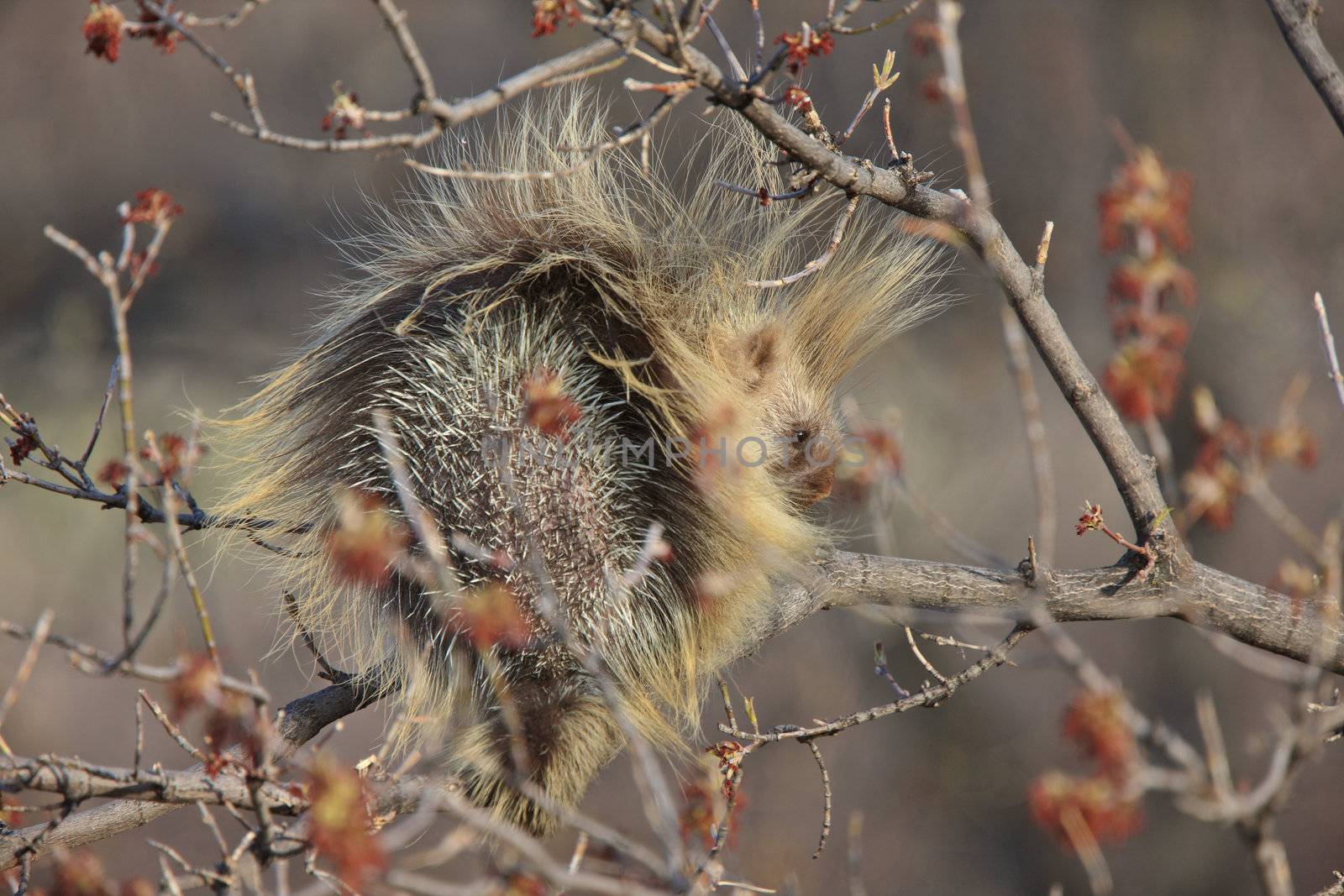 Porcupine in tree Saskatchewan Canada