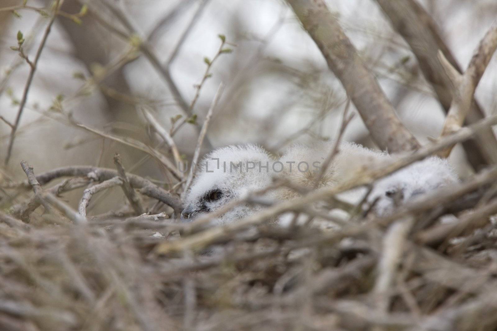 Great Horned Owl Babies in Nest by pictureguy