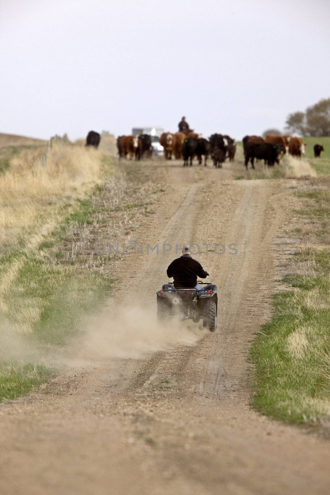 Cattle Herding Saskatchewan Canada by pictureguy
