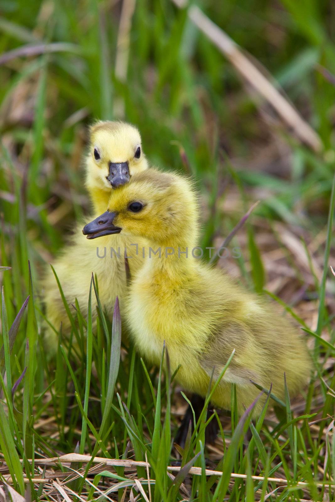 Baby Geese Goslings in Grass Saskatchewan by pictureguy